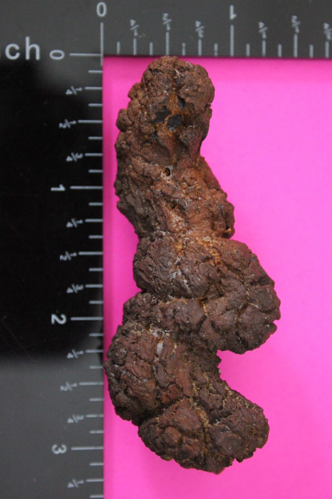 Giant Lizard Poop 5 Million Years Old Genuine Real Fossil Dinosaur Girl COA S45