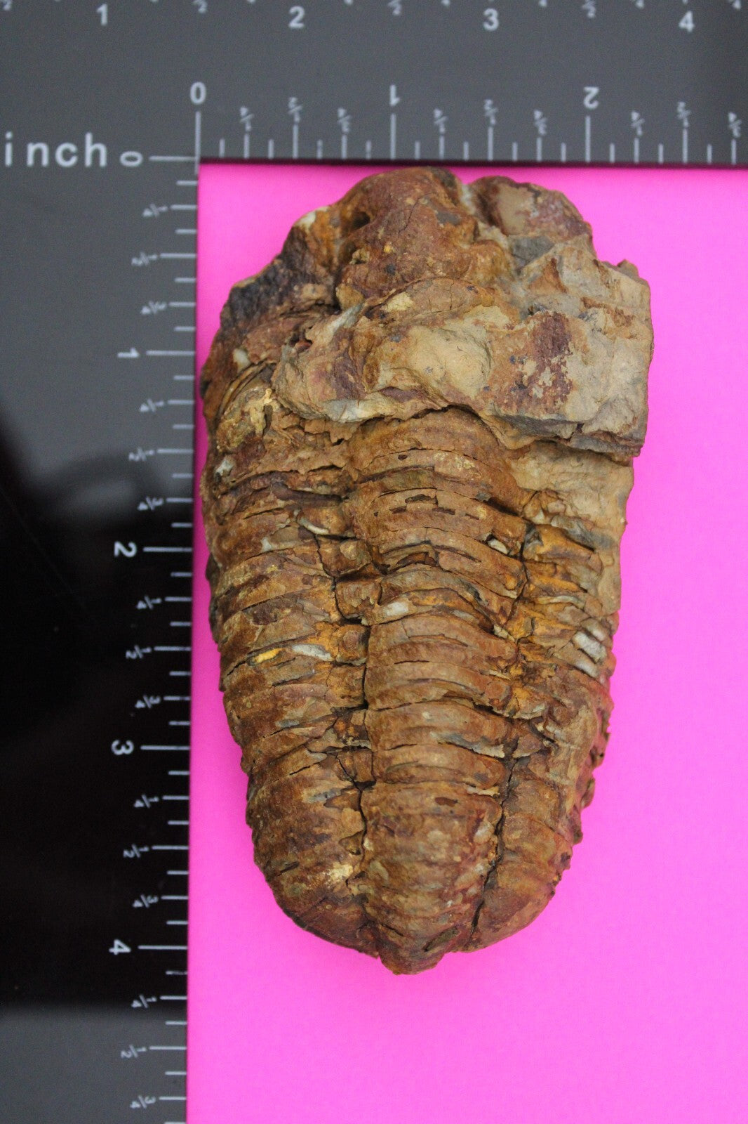 Authentic Trilobite Fossil 450 Million Years Old Genuine Dinosaur Girl COA 07