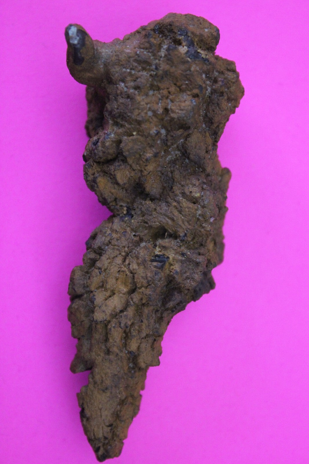 Giant Lizard Poop 5 Million Years Old Genuine Real Fossil Dinosaur Girl COA S07