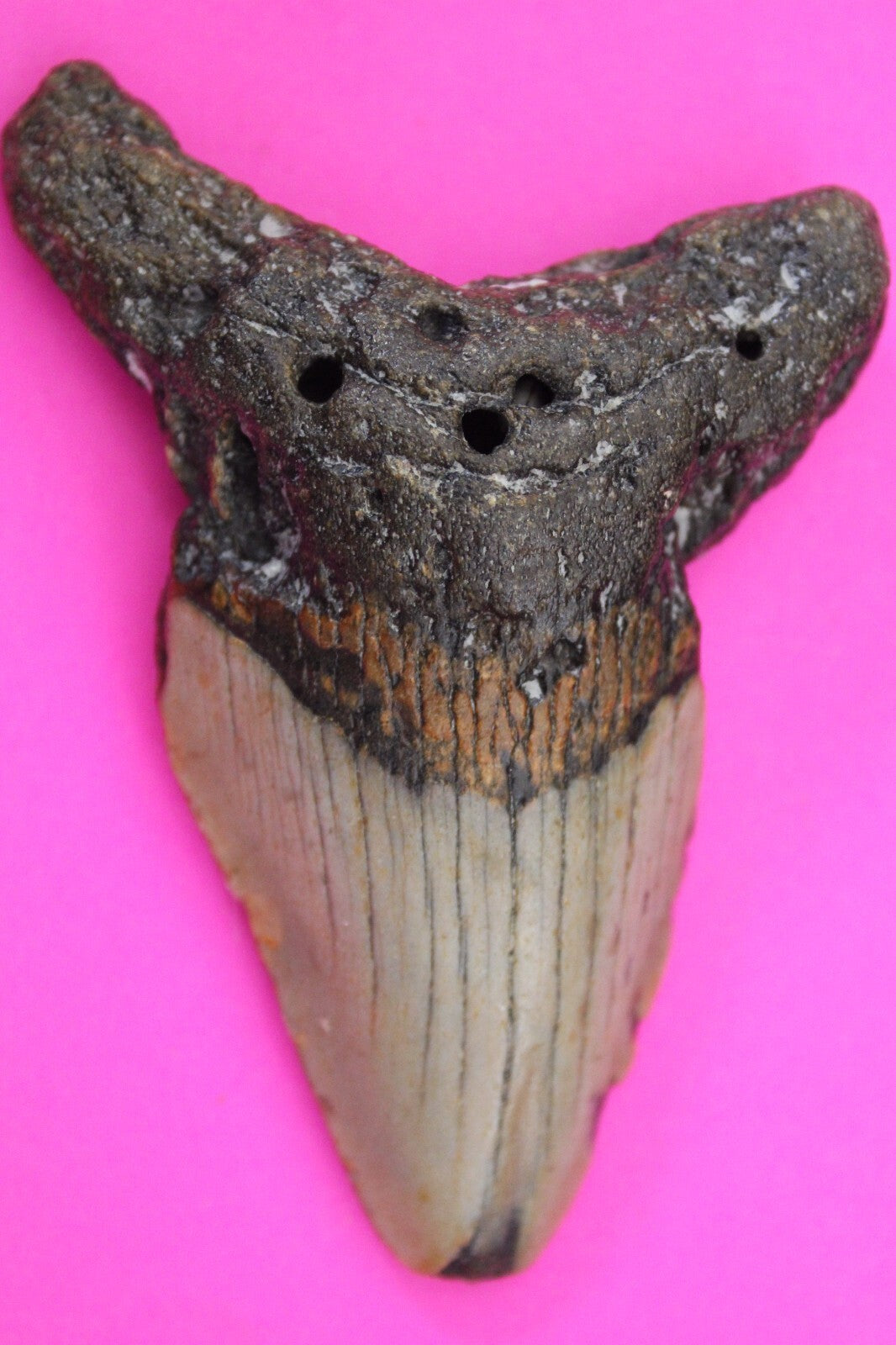 Authentic Megadolon Shark Tooth 3.54 Inch 70 Grams Fossil Dinosaur Girl COA M26