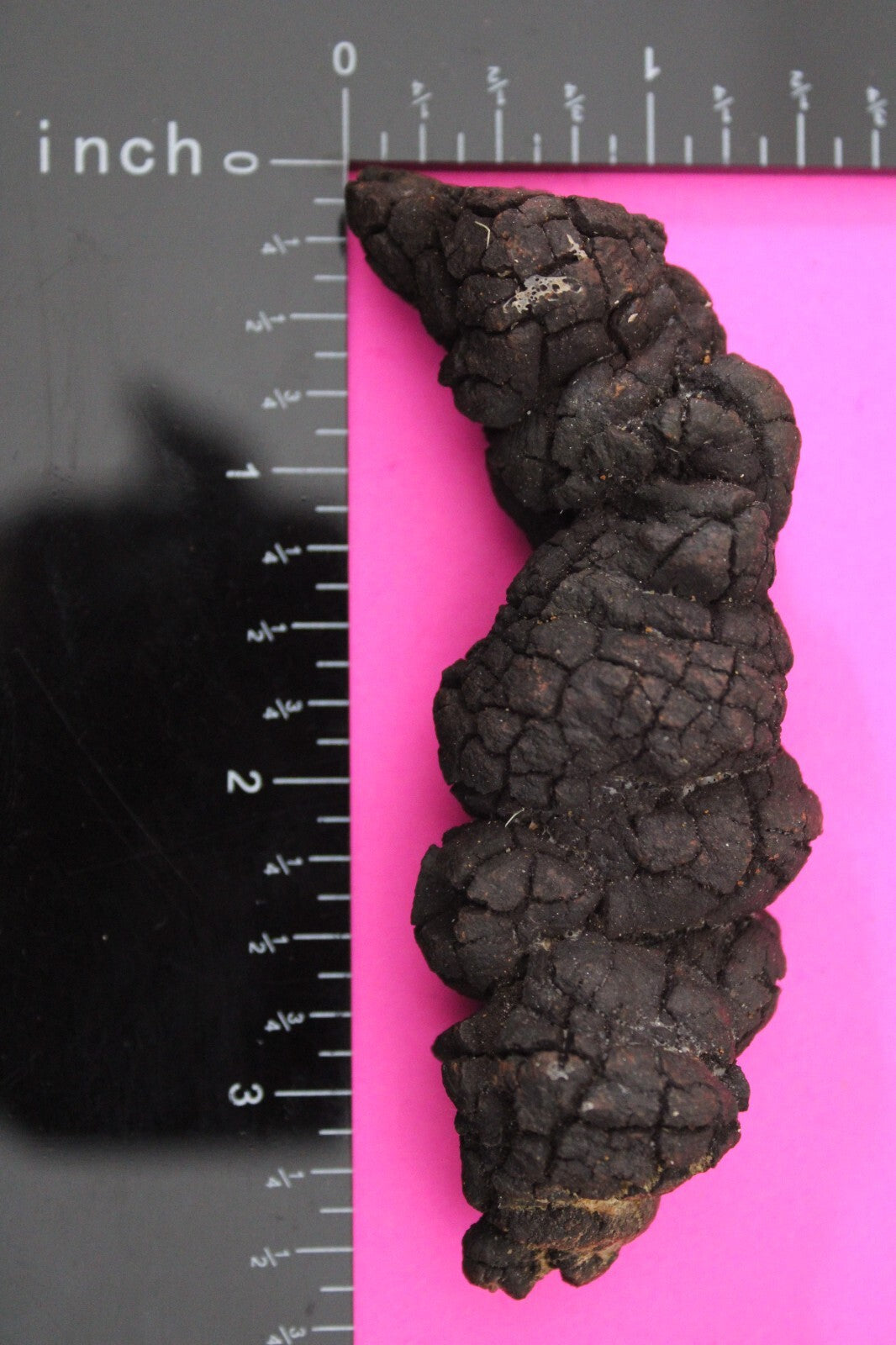 Giant Lizard Poop 5 Million Years Old Genuine Real Fossil Dinosaur Girl COA L06