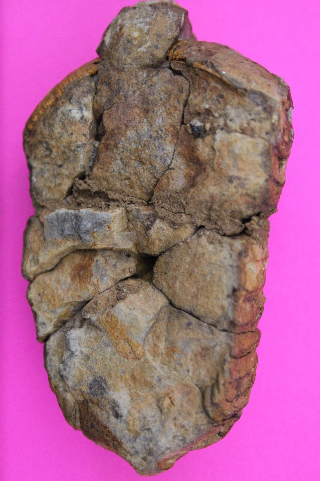 Authentic Trilobite Fossil 450 Million Years Old Genuine Dinosaur Girl COA 34