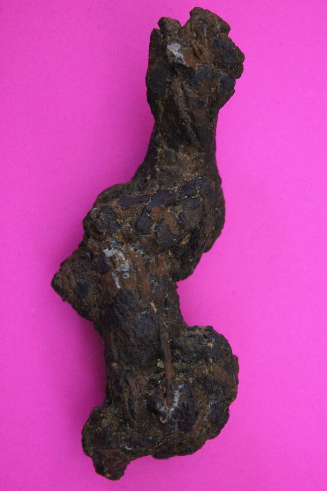 Giant Lizard Poop 5 Million Years Old Genuine Real Fossil Dinosaur Girl COA S13