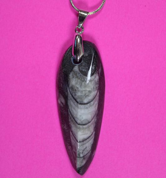 Authentic Orthoceros Necklace Fossil 500 Million Years Old Dinosaur Girl COA 08