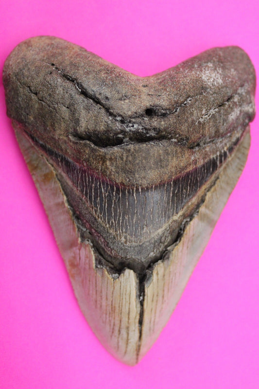 Authentic Megalodon Shark Tooth 4.56 Inch 188 Grams Fossil Dinosaur Girl COA M15