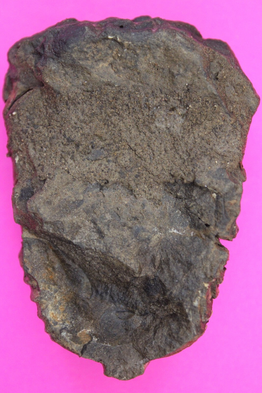 Authentic Trilobite Fossil 450 Million Years Old Genuine Dinosaur Girl COA 85