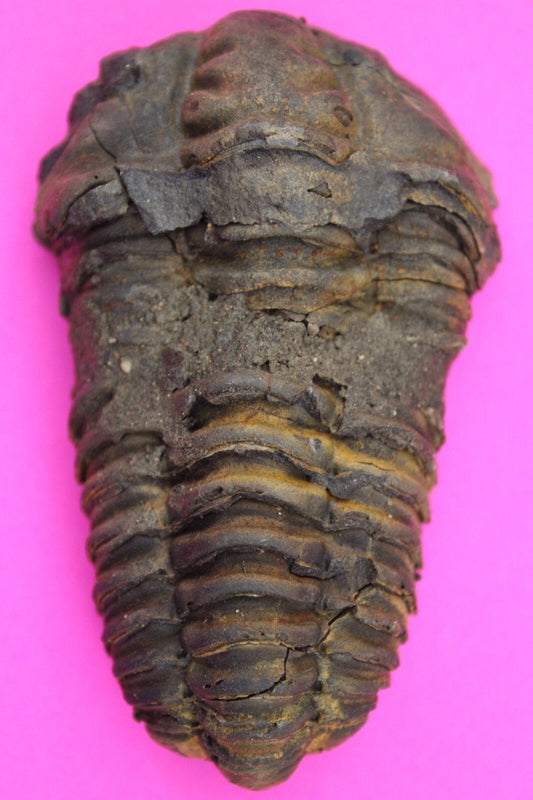 Authentic Trilobite Fossil 450 Million Years Old Genuine Dinosaur Girl COA 13