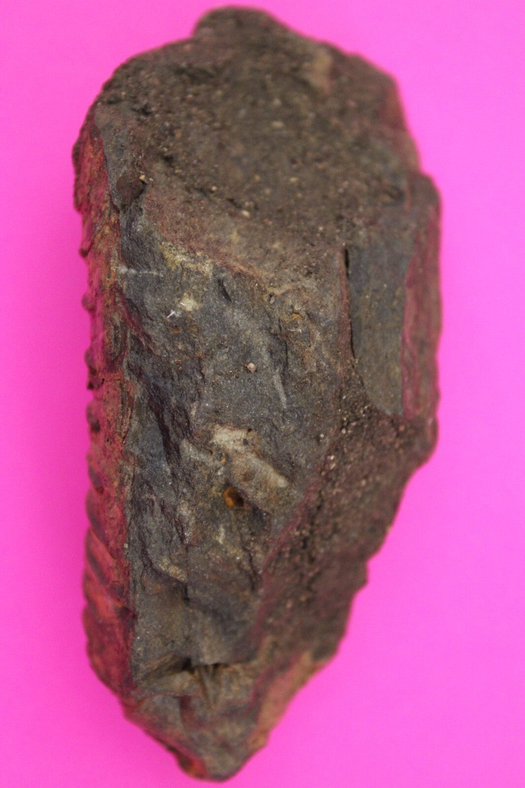 Authentic Trilobite Fossil 450 Million Years Old Genuine Dinosaur Girl COA 15