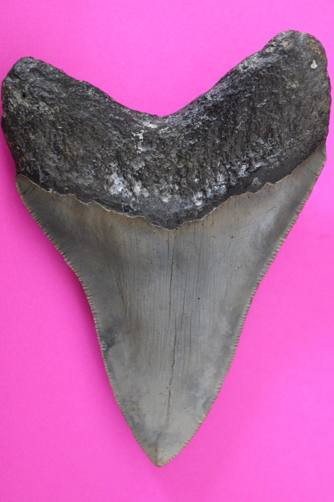 Authentic Megadolon Shark Tooth 4.53 Inch 142 Grams Fossil Dinosaur Girl COA M21