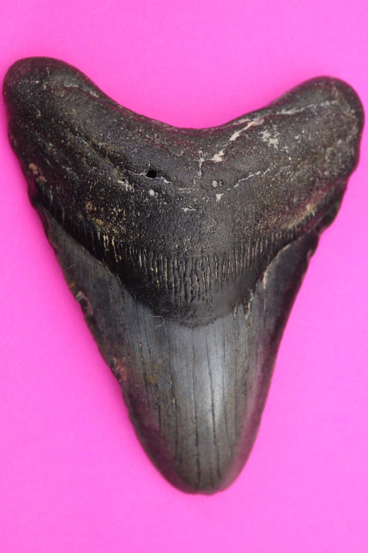 Authentic Megadolon Shark Tooth 4.33 Inch 131 Grams Fossil Dinosaur Girl COA M40