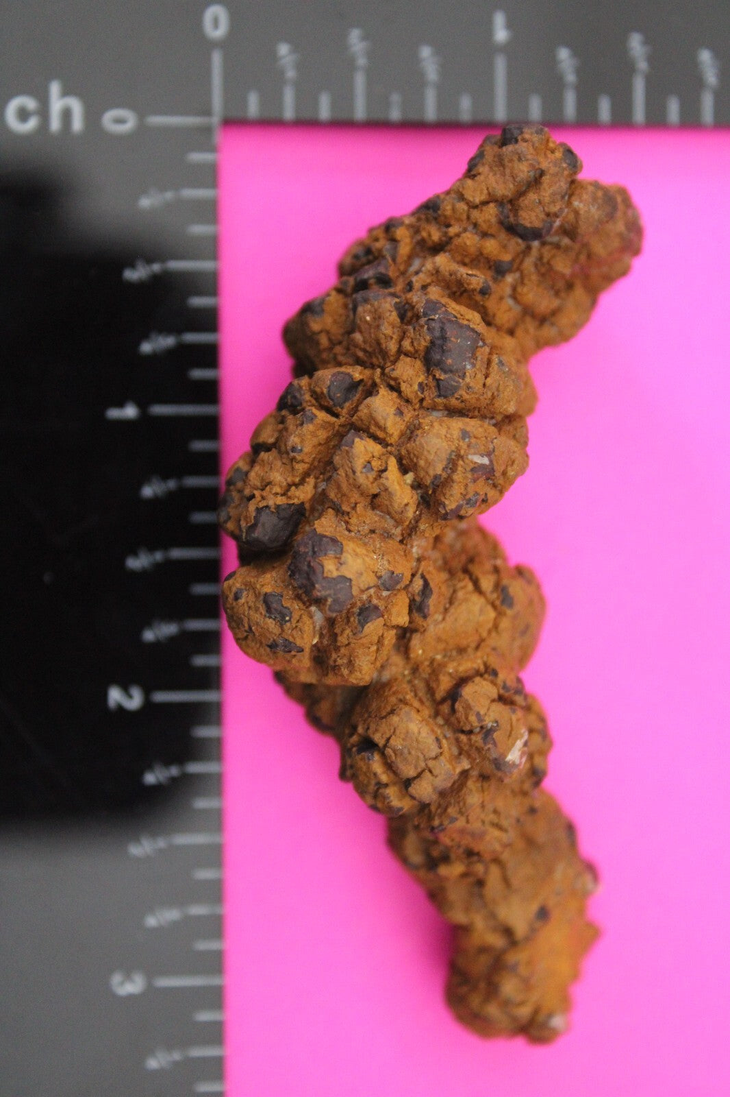 Giant Lizard Poop 5 Million Years Old Genuine Real Fossil Dinosaur Girl COA S60