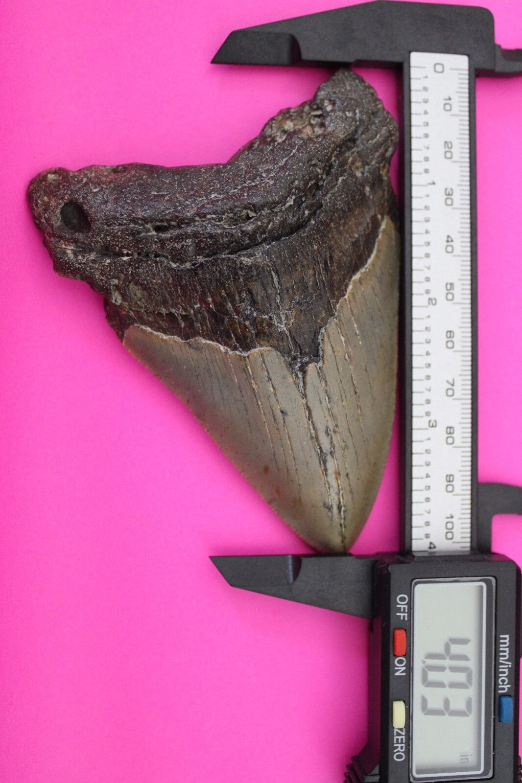 Authentic Megadolon Shark Tooth 4.03 Inch 122 Grams Fossil Dinosaur Girl COA M50