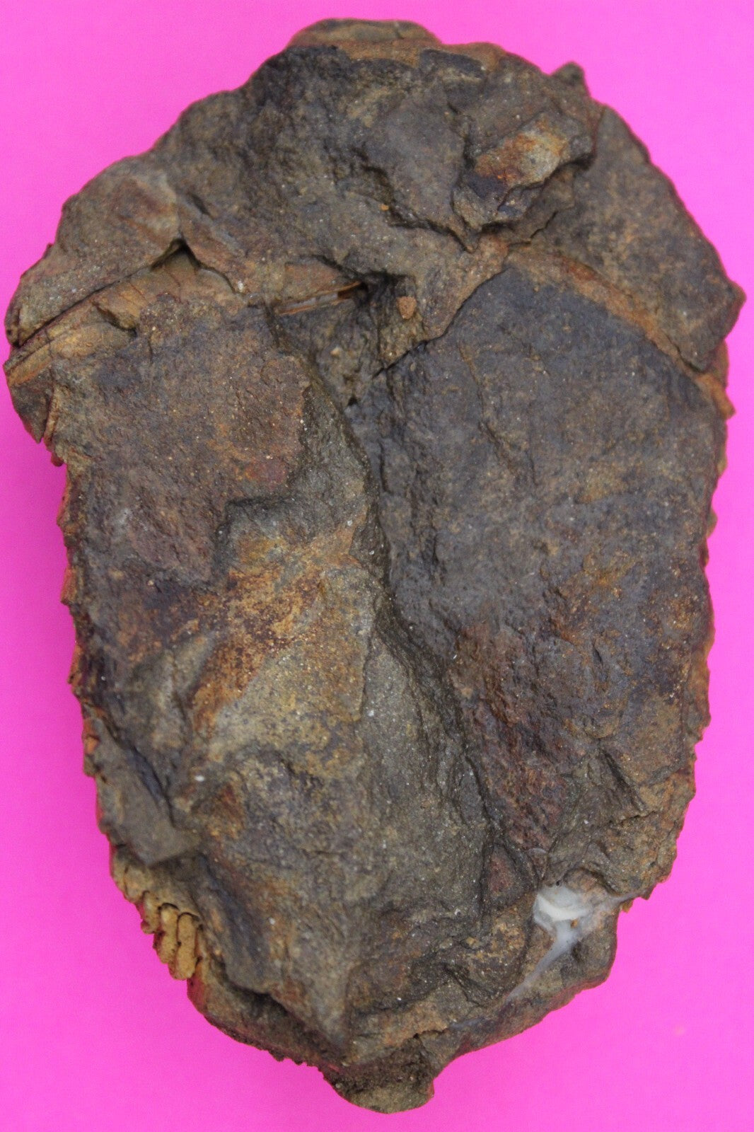 Authentic Trilobite Fossil 450 Million Years Old Genuine Dinosaur Girl COA 49