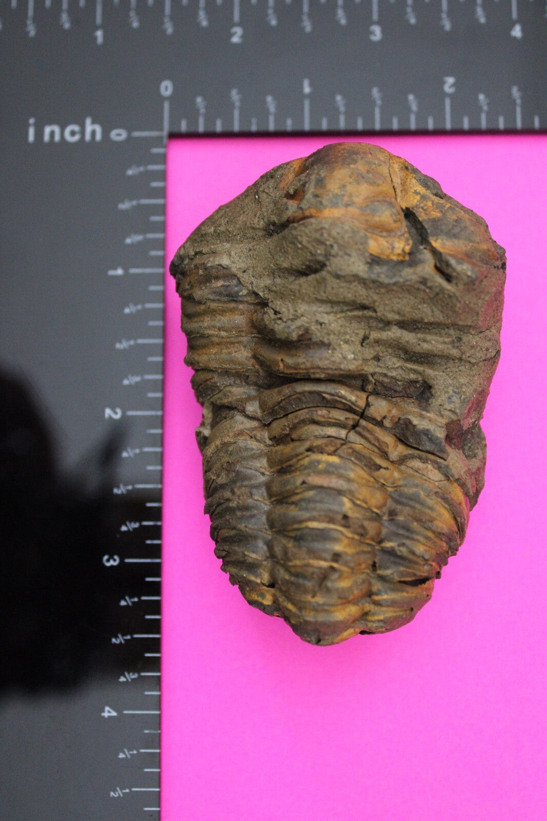 Authentic Trilobite Fossil 450 Million Years Old Genuine Dinosaur Girl COA 64