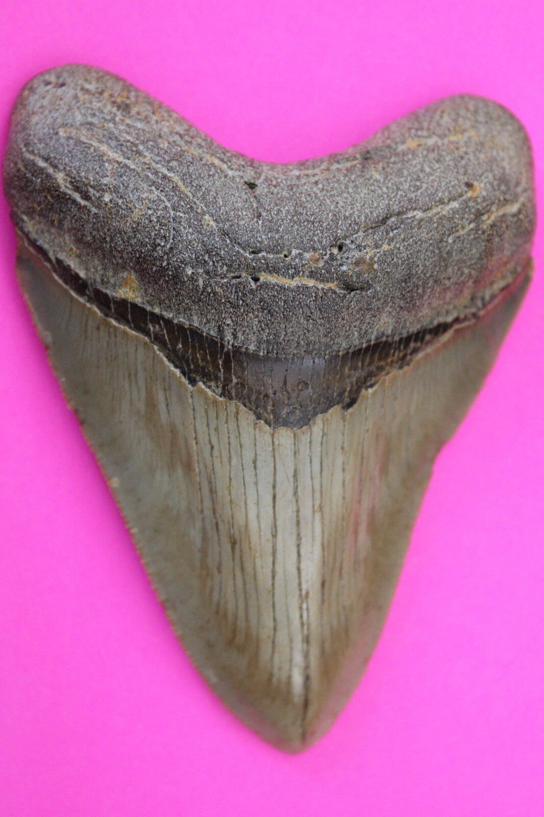 Authentic Megadolon Shark Tooth 3.78 Inch 103 Grams Fossil Dinosaur Girl COA M24