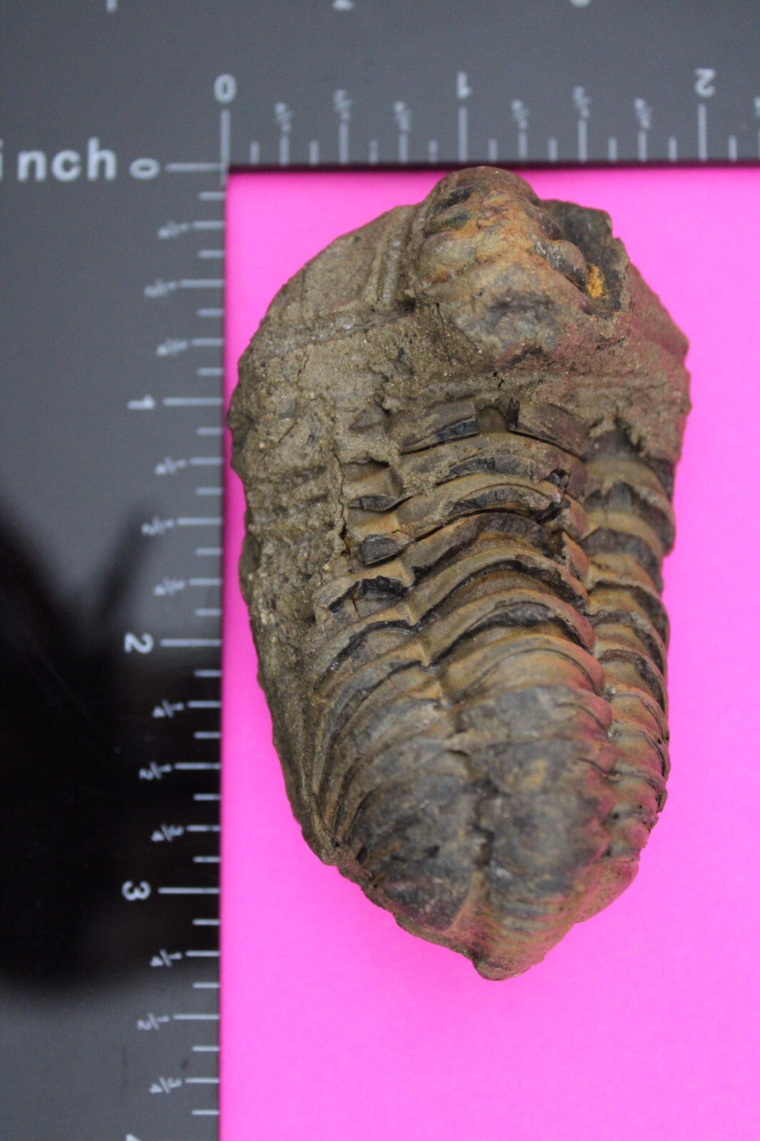 Authentic Trilobite Fossil 450 Million Years Old Genuine Dinosaur Girl COA 73