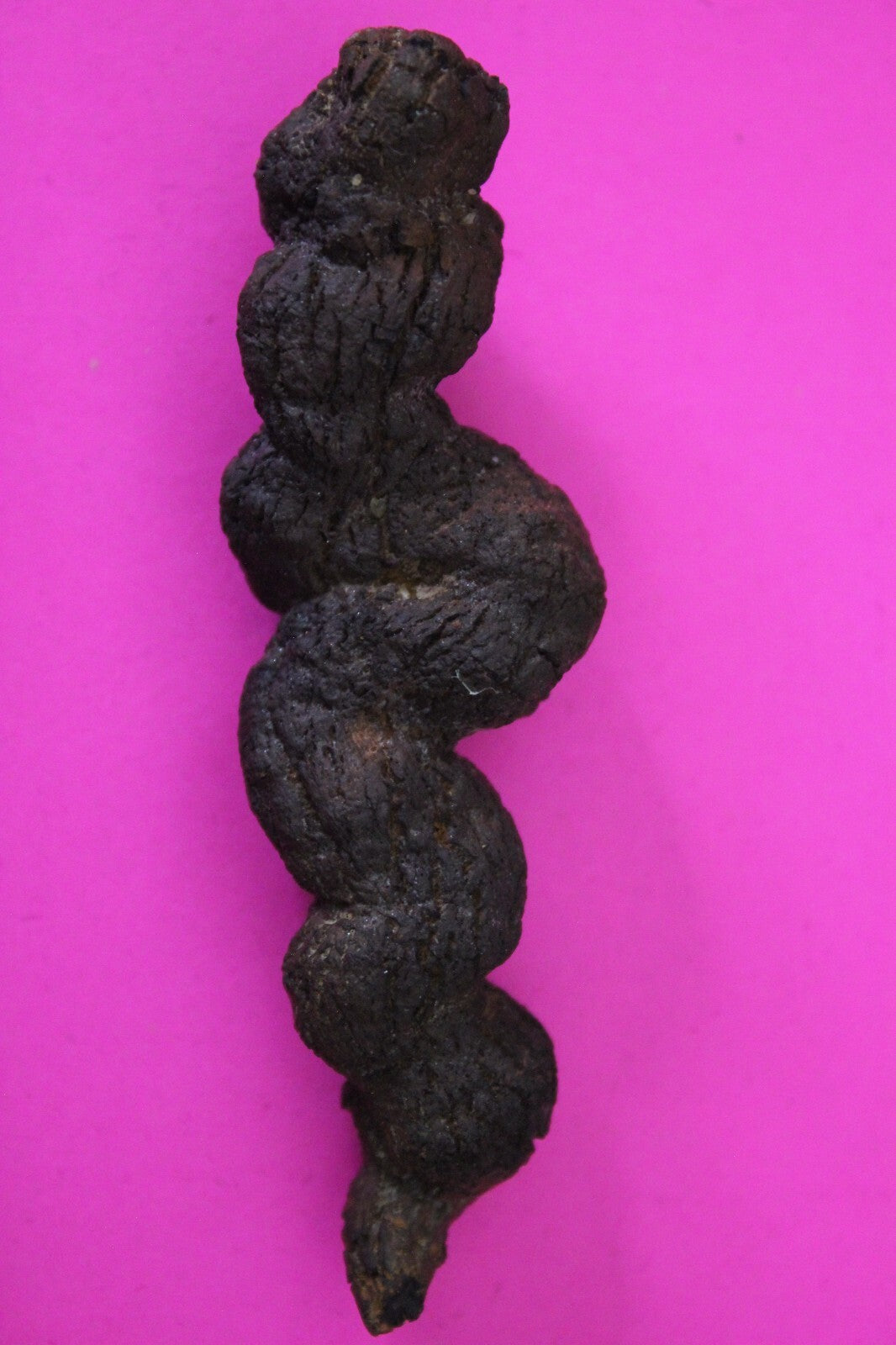 Giant Lizard Poop 5 Million Years Old Genuine Real Fossil Dinosaur Girl COA S52