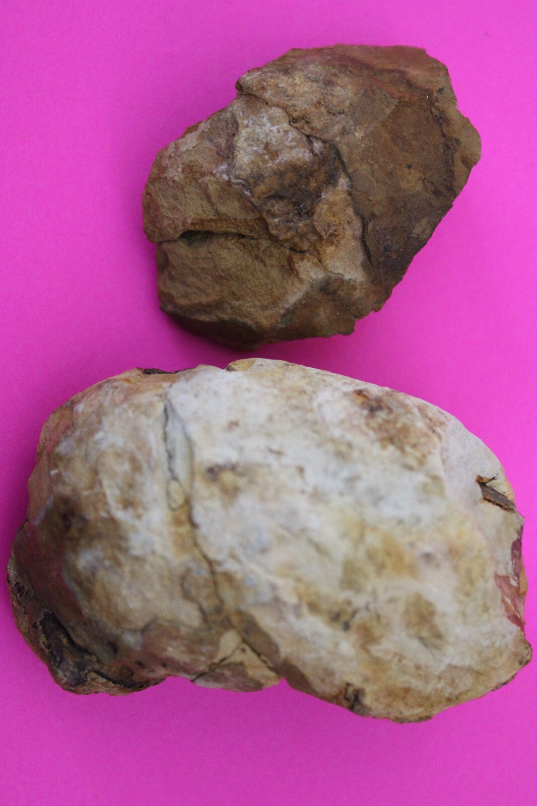 Authentic Trilobite Geode Real Fossil 450 Million Years Old Dinosaur Girl COA 07