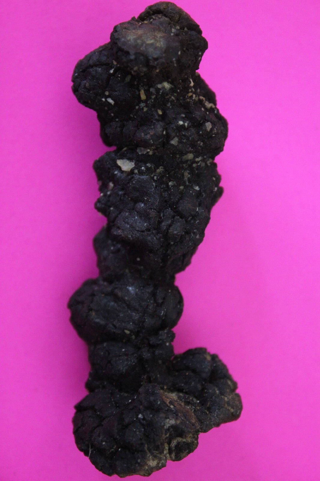 Giant Lizard Poop 5 Million Years Old Genuine Real Fossil Dinosaur Girl COA S37