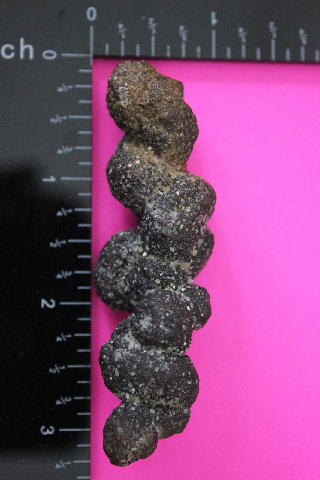 Giant Lizard Poop 5 Million Years Old Coprolite Genuine Fossil Dino Girl COA S25