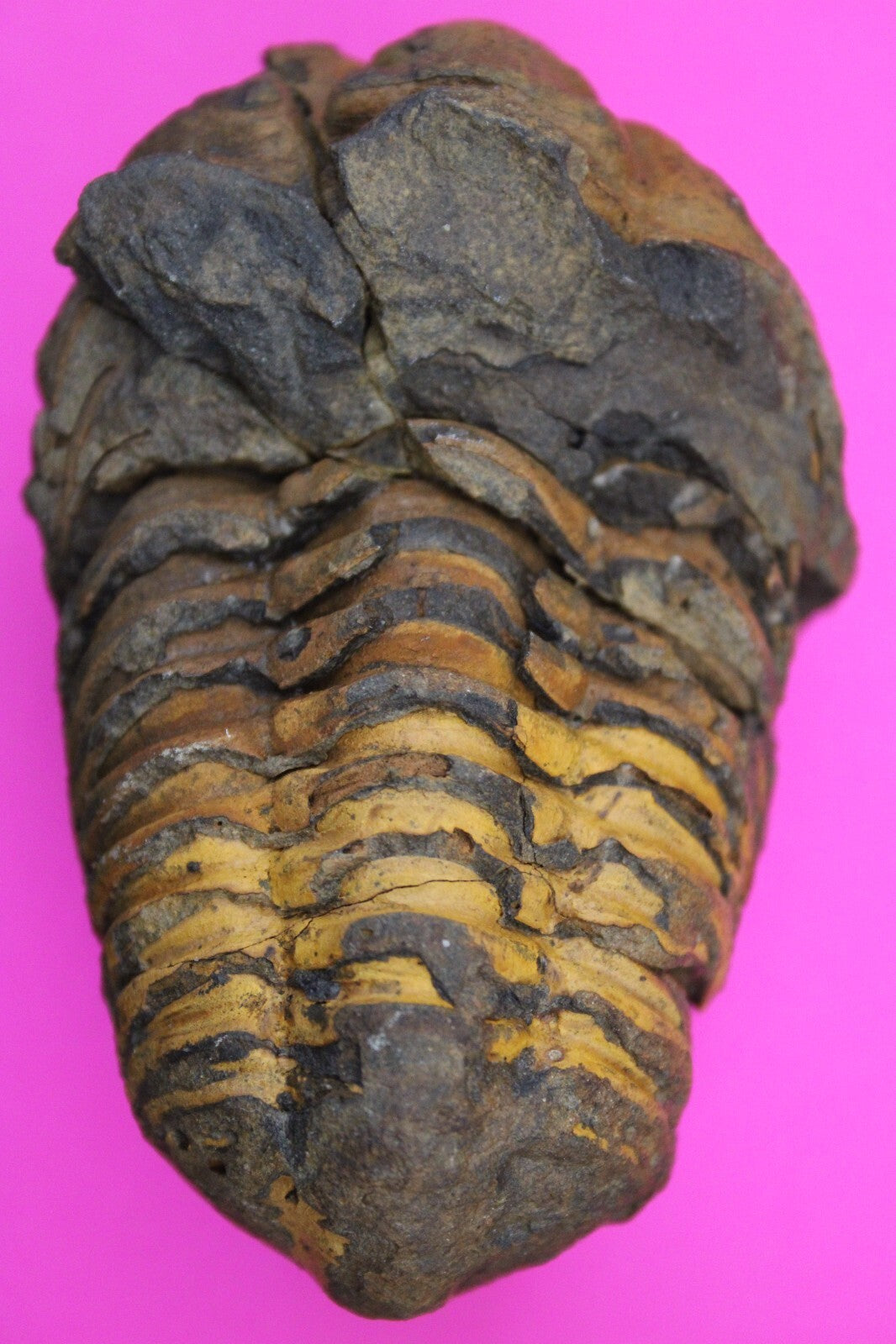 Authentic Trilobite Fossil 450 Million Years Old Genuine Dinosaur Girl COA 30