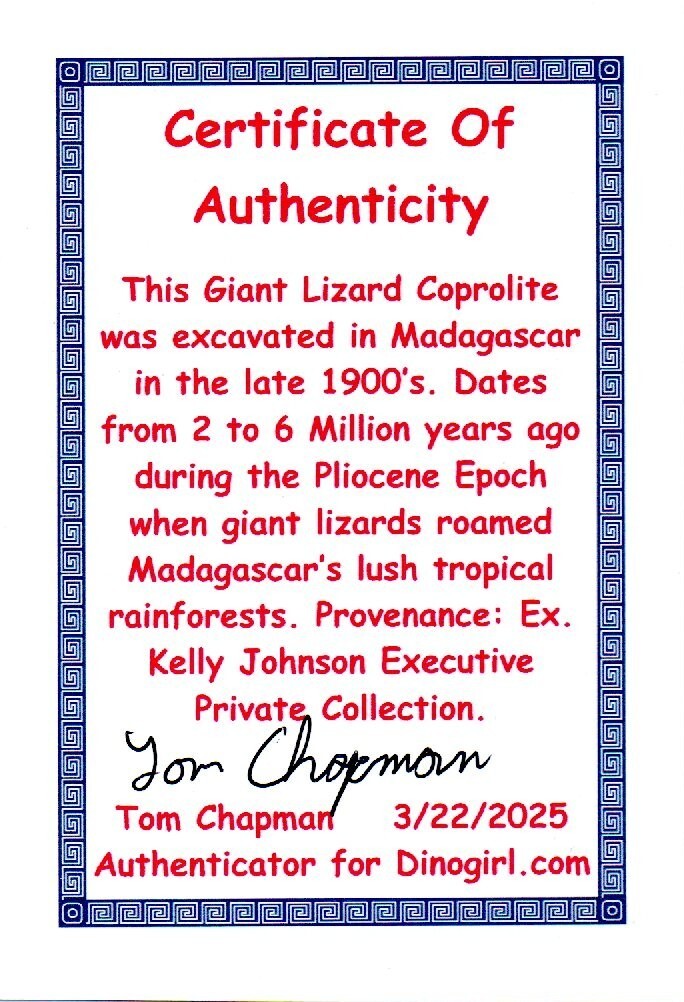 Giant Lizard Poop 5 Million Years Old Genuine Real Fossil Dinosaur Girl COA S28