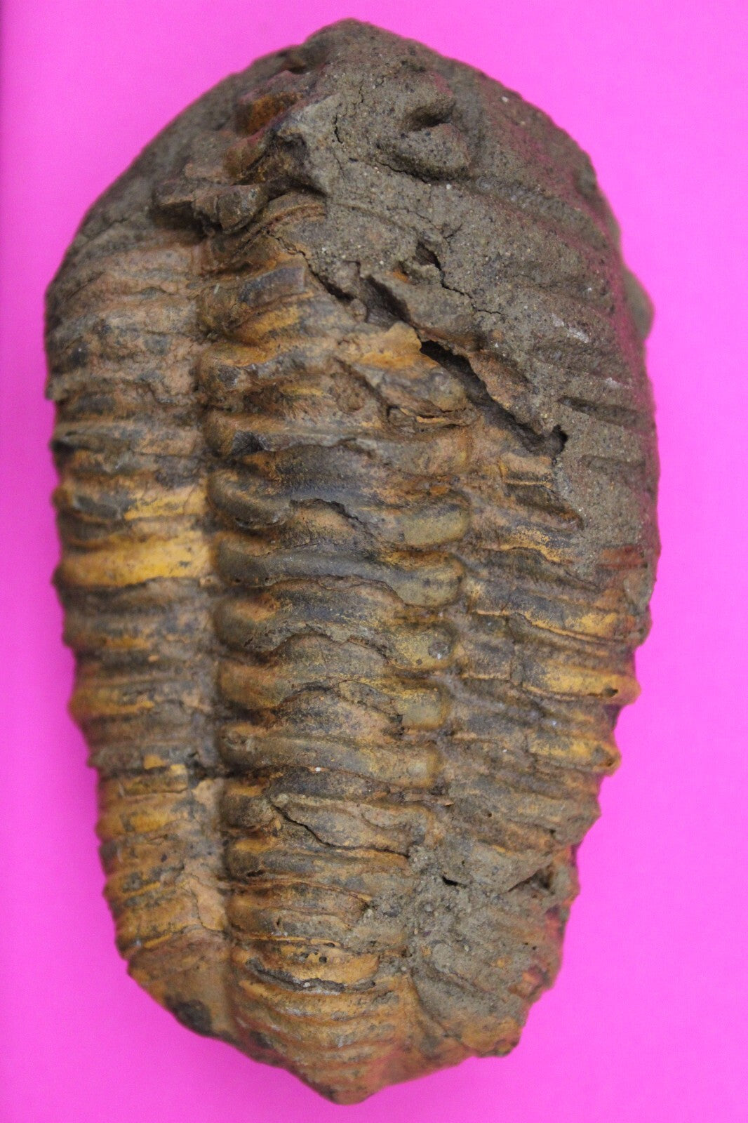 Authentic Trilobite Fossil 450 Million Years Old Genuine Dinosaur Girl COA 14