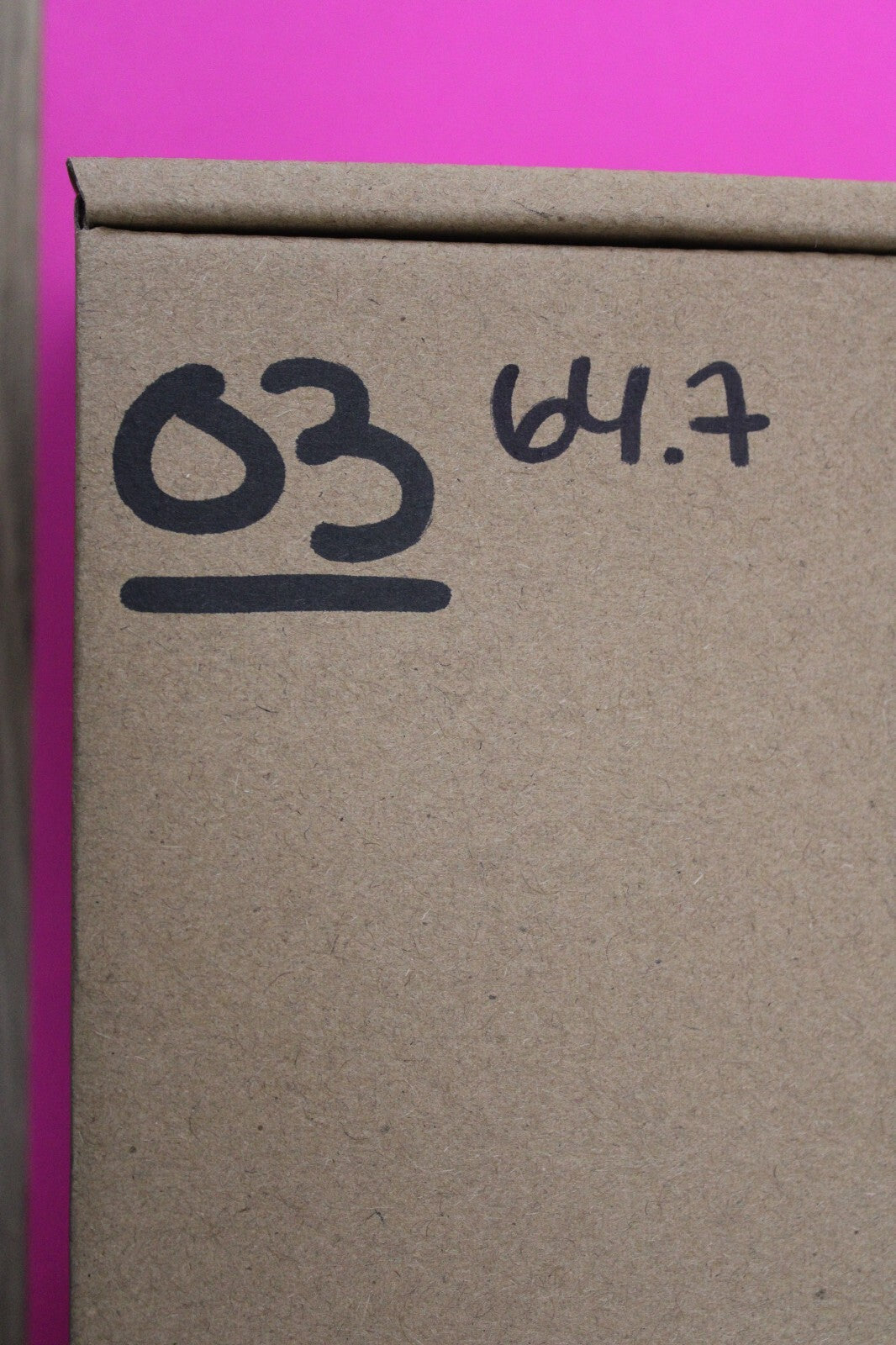 Authentic Trilobite Geode Real Fossil 450 Million Years Old Dinosaur Girl COA 03