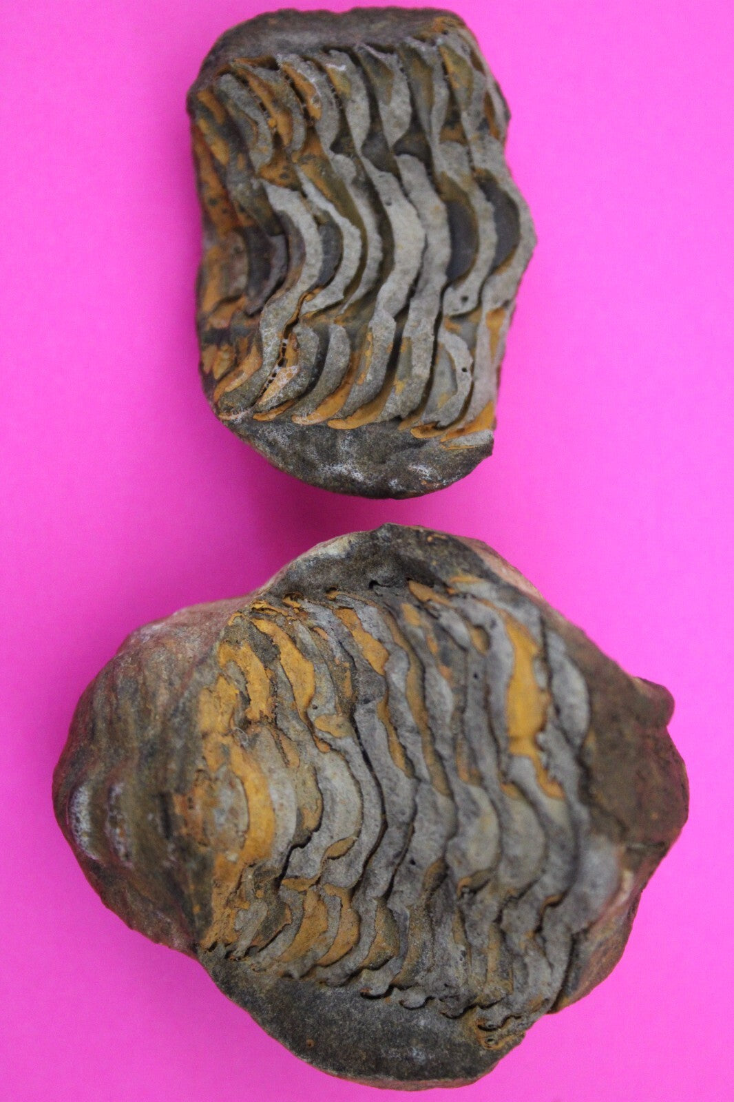 Authentic Trilobite Geode Real Fossil 450 Million Years Old Dinosaur Girl COA 04