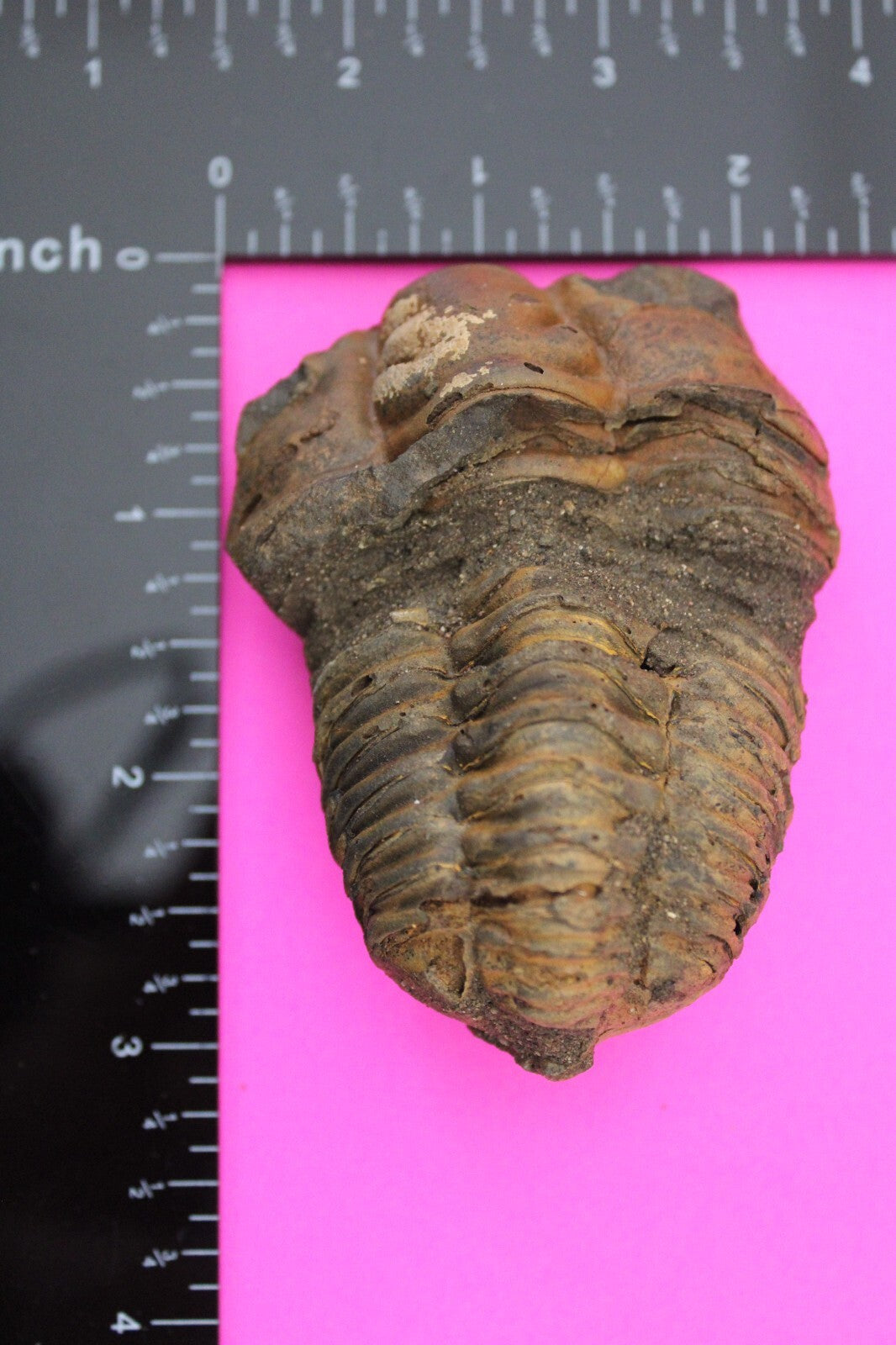 Authentic Trilobite Fossil 450 Million Years Old Genuine Dinosaur Girl COA 27