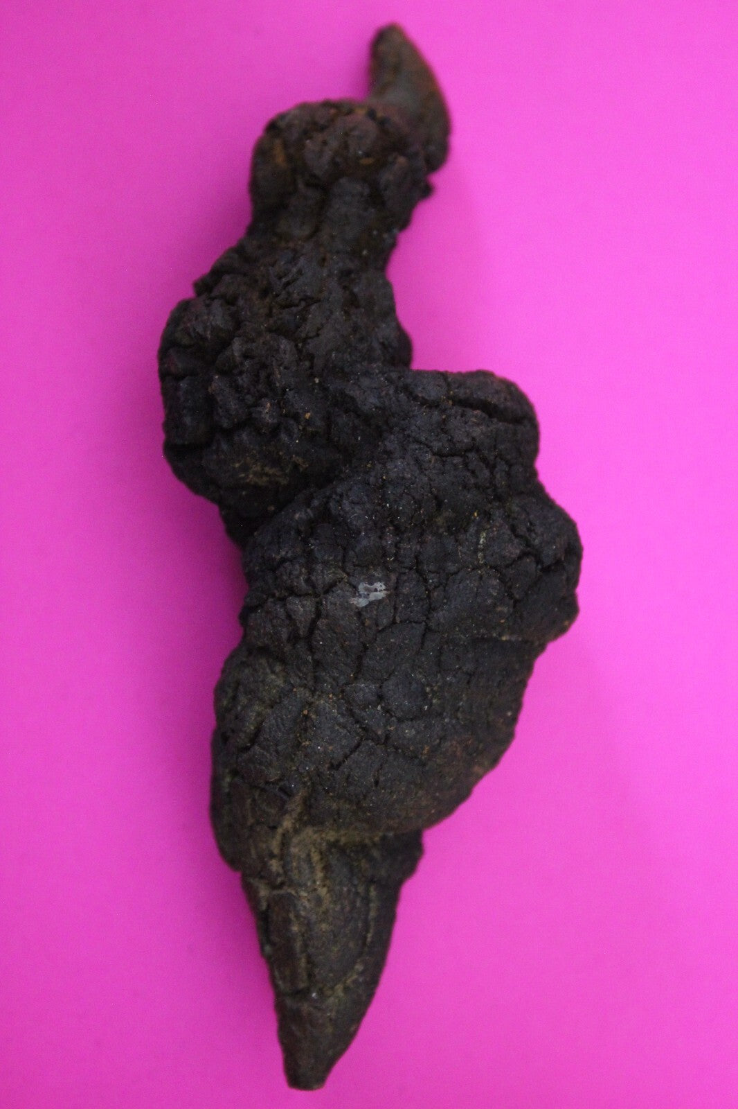 Giant Lizard Poop 5 Million Years Old Genuine Real Fossil Dinosaur Girl COA S28