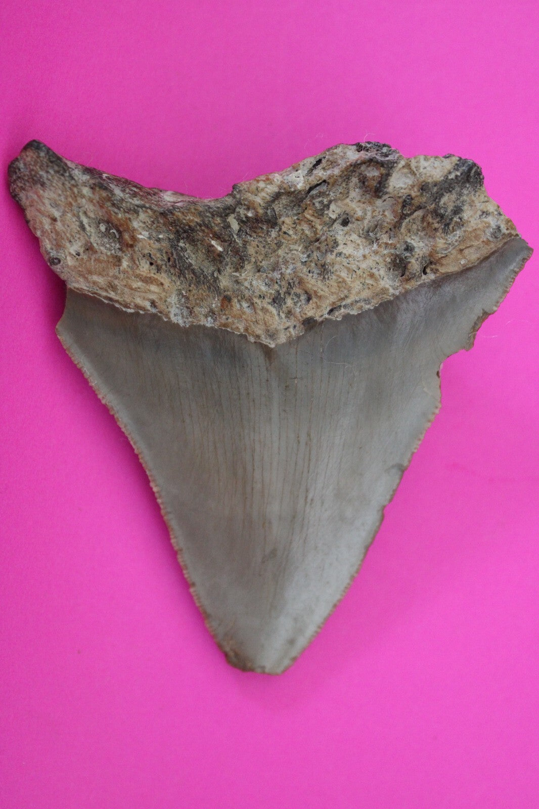Authentic Megadolon Shark Tooth 3.37 Inch 79 Grams Fossil Dinosaur Girl COA M02