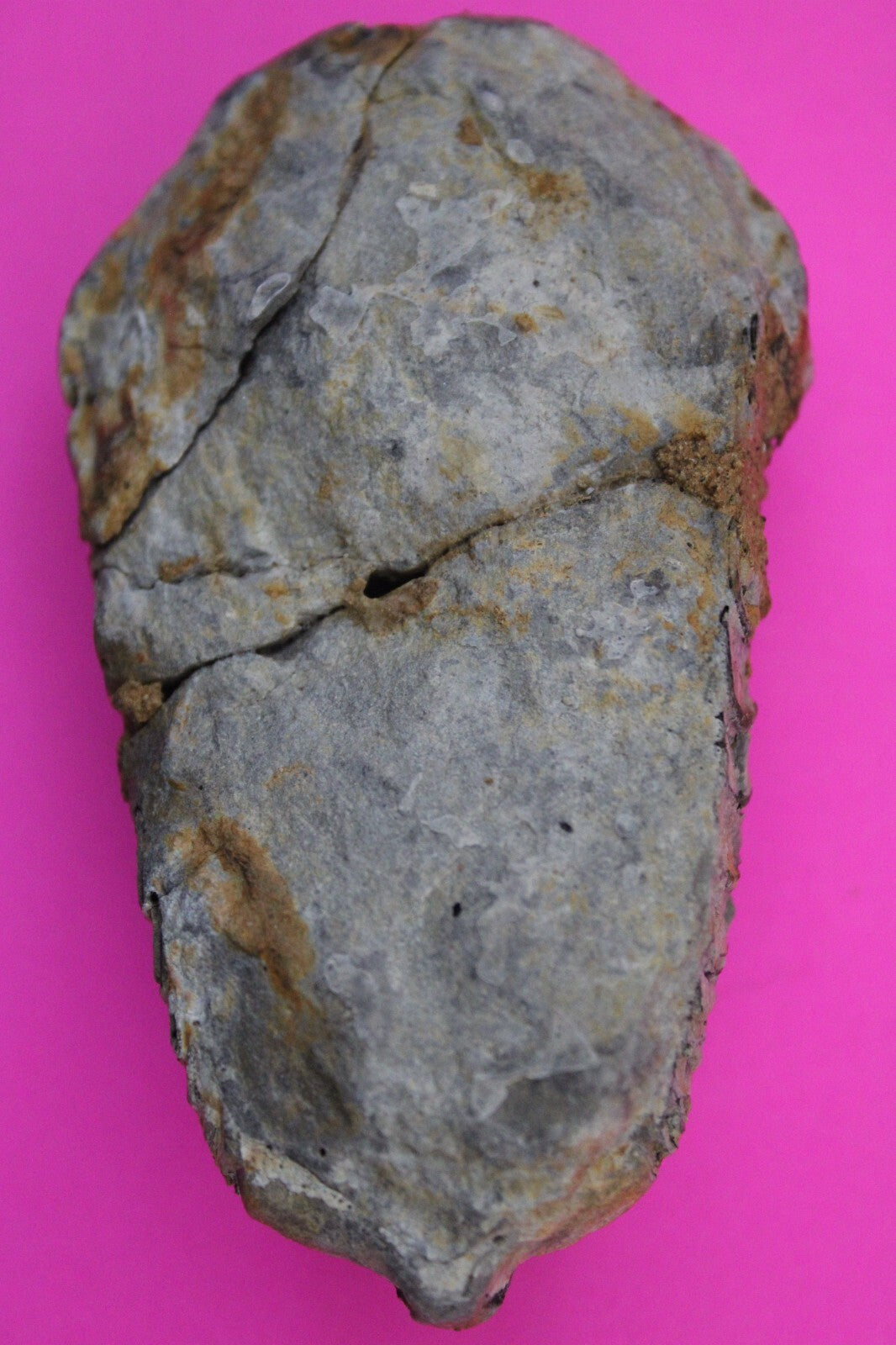 Authentic Trilobite Fossil 450 Million Years Old Genuine Dinosaur Girl COA 92