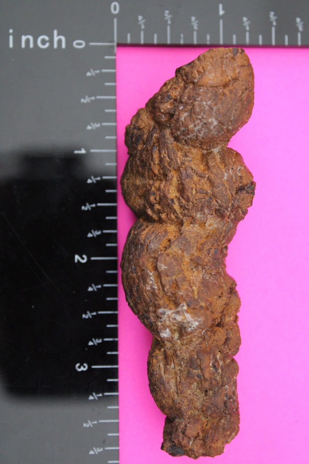 Giant Lizard Poop 5 Million Years Old Genuine Real Fossil Dinosaur Girl COA L24