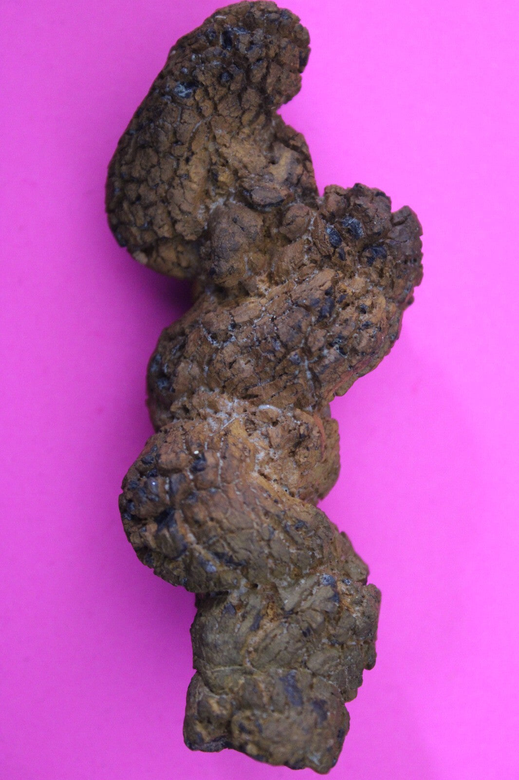 Giant Lizard Poop 5 Million Years Old Genuine Real Fossil Dinosaur Girl COA L02