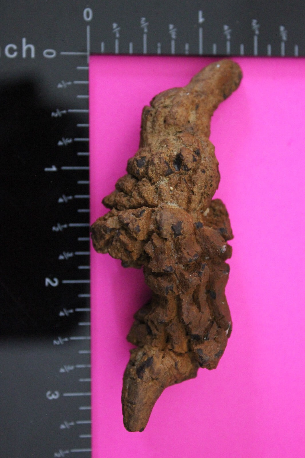 Giant Lizard Poop 5 Million Years Old Genuine Real Fossil Dinosaur Girl COA S40