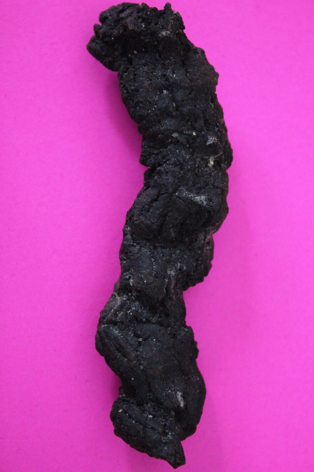 Giant Lizard Poop 5 Million Years Old Genuine Real Fossil Dinosaur Girl COA S20