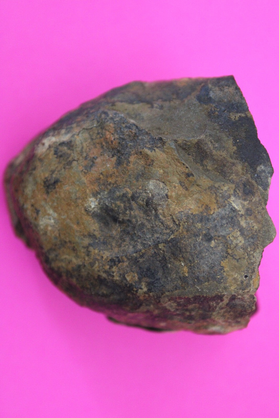 Authentic Trilobite Geode Real Fossil 450 Million Years Old Dinosaur Girl COA 10