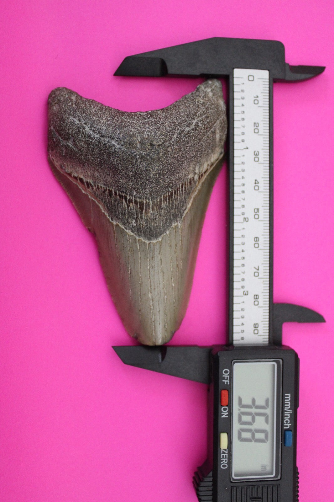 Authentic Megadolon Shark Tooth 3.68 Inch 108 Grams Fossil Dinosaur Girl COA M30
