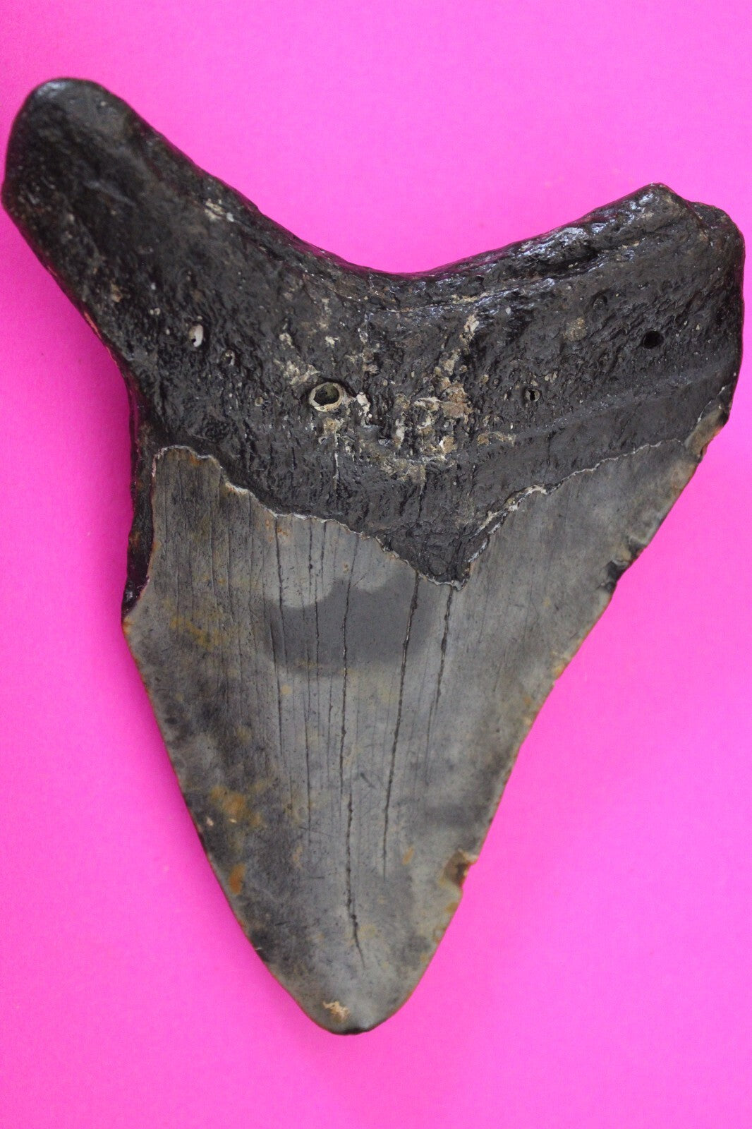 Authentic Megadolon Shark Tooth 3.95 Inch 107 Grams Fossil Dinosaur Girl COA M16