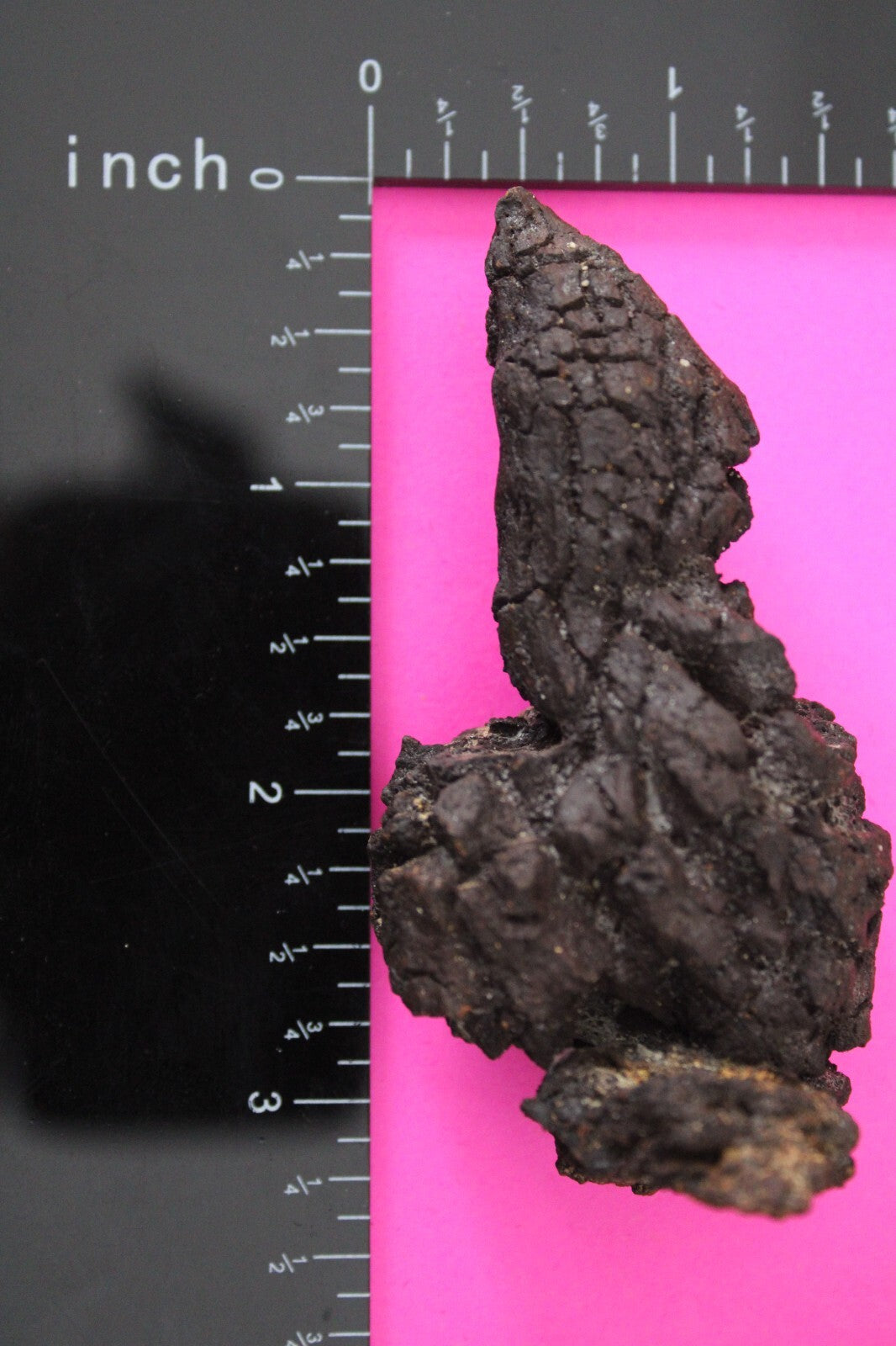 Giant Lizard Poop 5 Million Years Old Genuine Real Fossil Dinosaur Girl COA L16