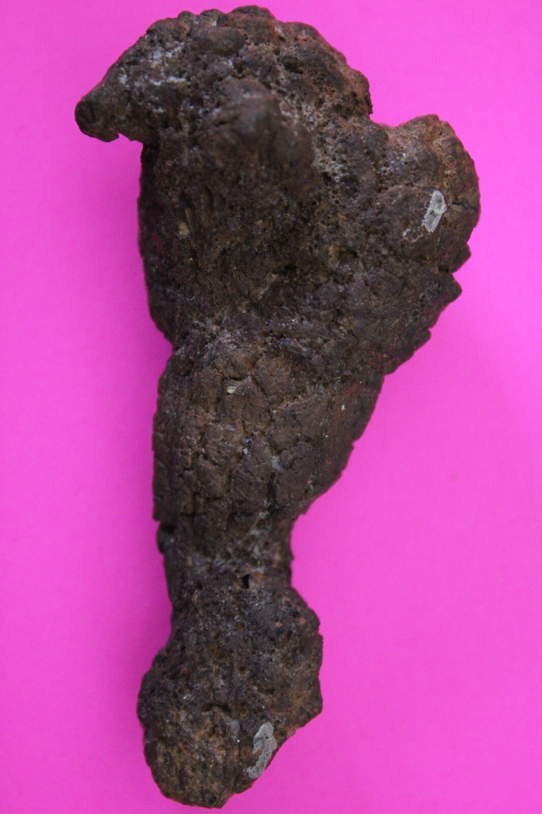 Giant Lizard Poop 5 Million Years Old Genuine Real Fossil Dinosaur Girl COA S18
