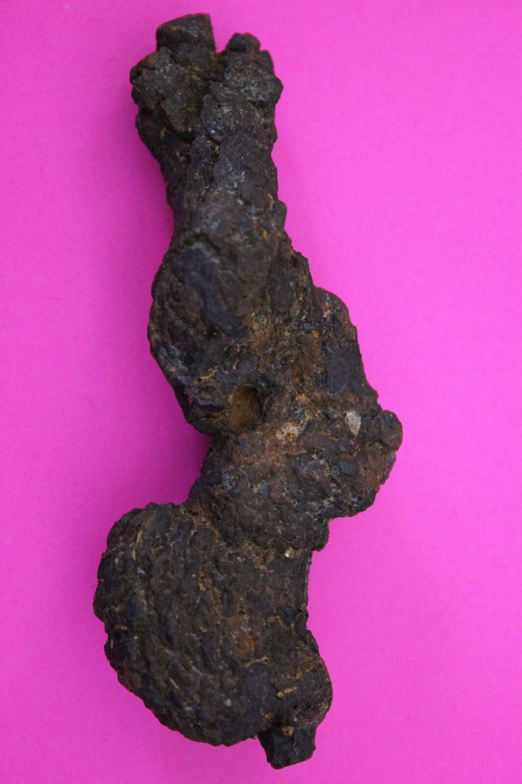 Giant Lizard Poop 5 Million Years Old Genuine Real Fossil Dinosaur Girl COA S13