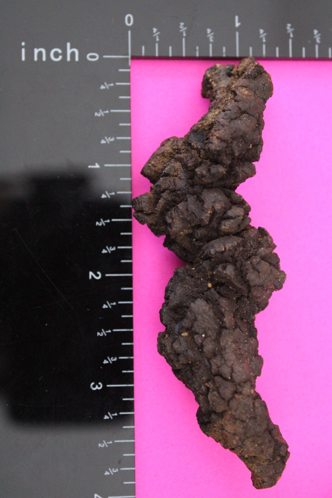 Giant Lizard Poop 5 Million Years Old Genuine Real Fossil Dinosaur Girl COA L28