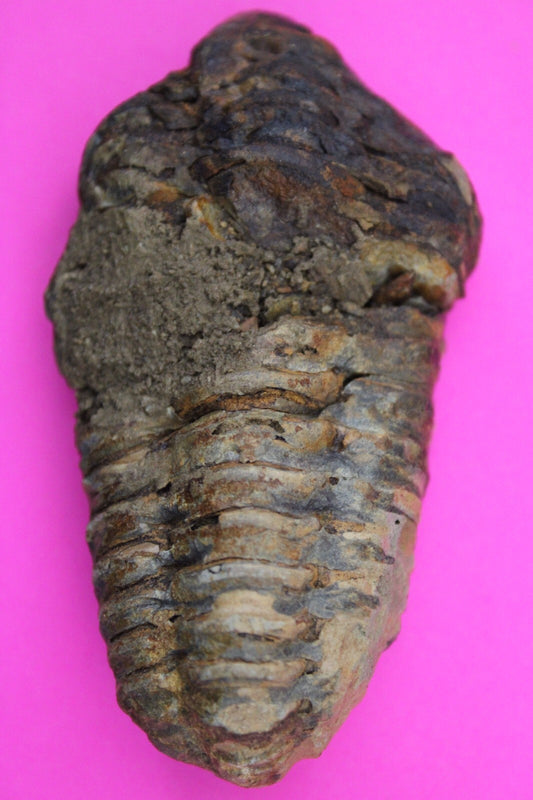 Authentic Trilobite Fossil 450 Million Years Old Genuine Dinosaur Girl COA 59