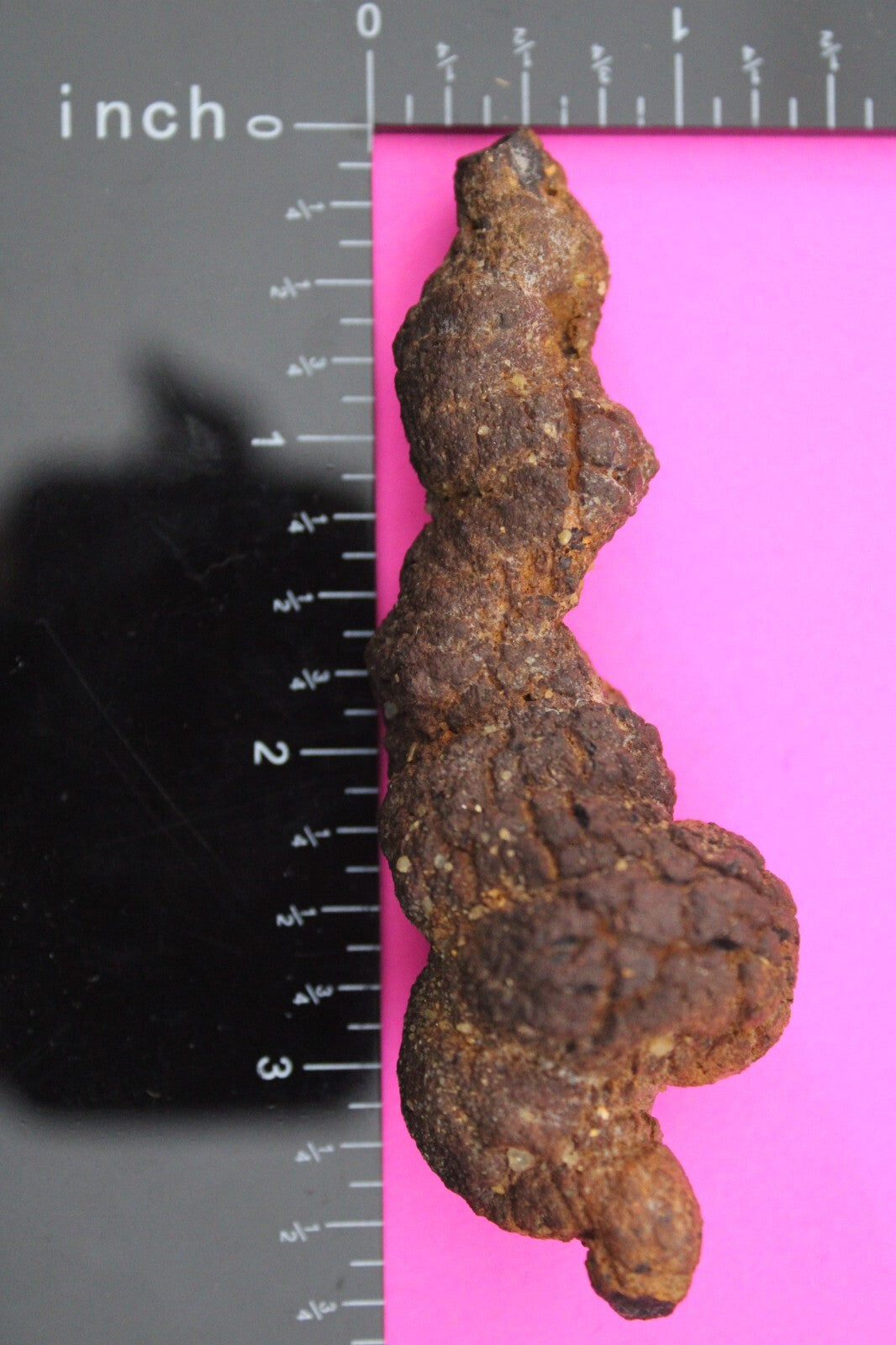 Giant Lizard Poop 5 Million Years Old Coprolite Genuine Fossil Dino Girl COA L01