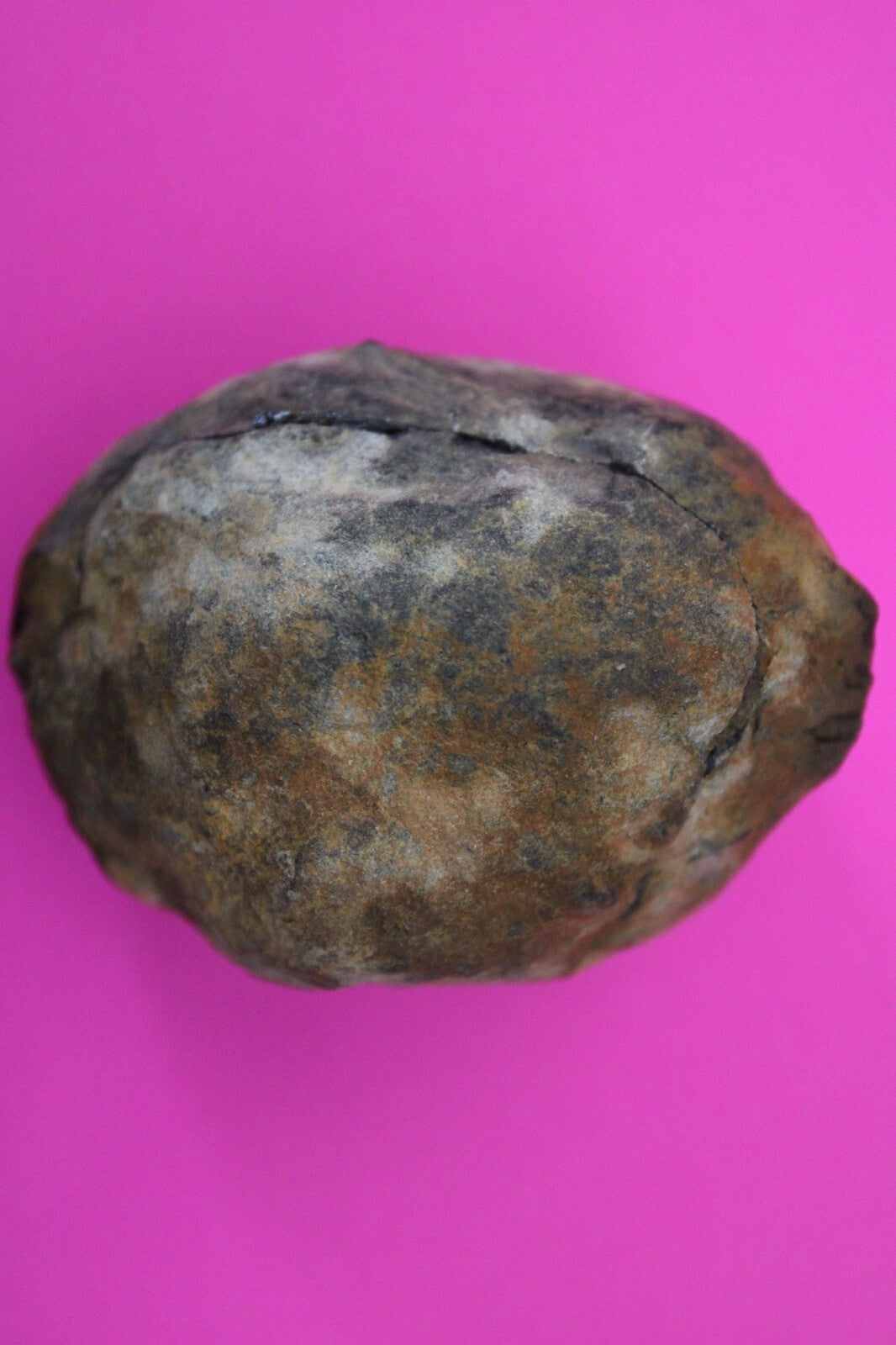 Authentic Trilobite Geode Real Fossil 450 Million Years Old Dinosaur Girl COA 06