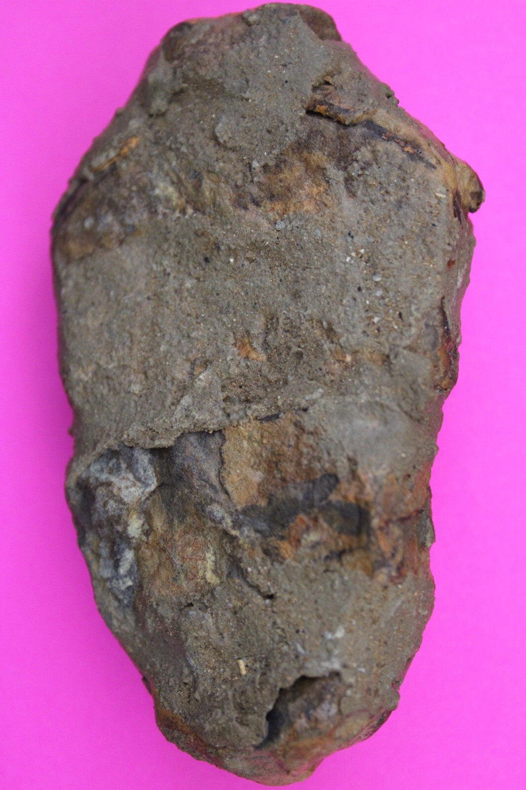 Authentic Trilobite Fossil 450 Million Years Old Genuine Dinosaur Girl COA 68