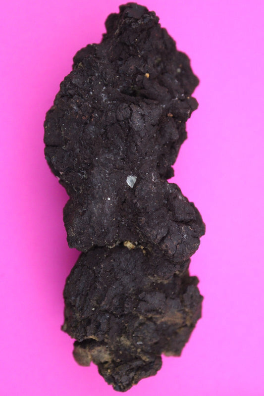 Giant Lizard Poop 5 Million Years Old Genuine Real Fossil Dinosaur Girl COA L26