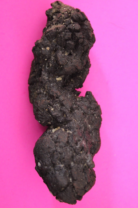 Giant Lizard Poop 5 Million Years Old Genuine Real Fossil Dinosaur Girl COA L08
